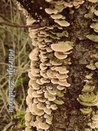 Gewoon elfenbankje [Trametes versicolor]